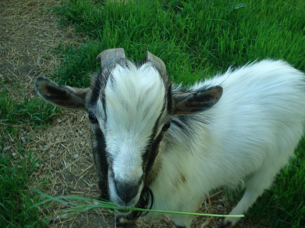 Agriturismo La Querce Rignano sullʼArno Pokój zdjęcie