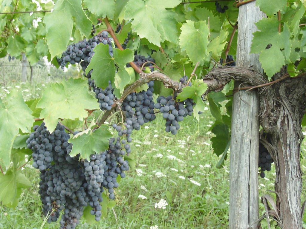 Agriturismo La Querce Rignano sullʼArno Zewnętrze zdjęcie