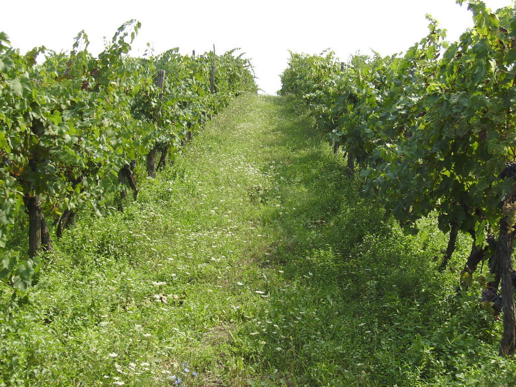 Agriturismo La Querce Rignano sullʼArno Zewnętrze zdjęcie